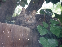 Hermes on fence behind screen 004 copy